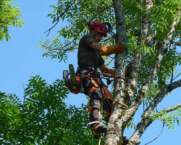 Service d'élagage Grenoble