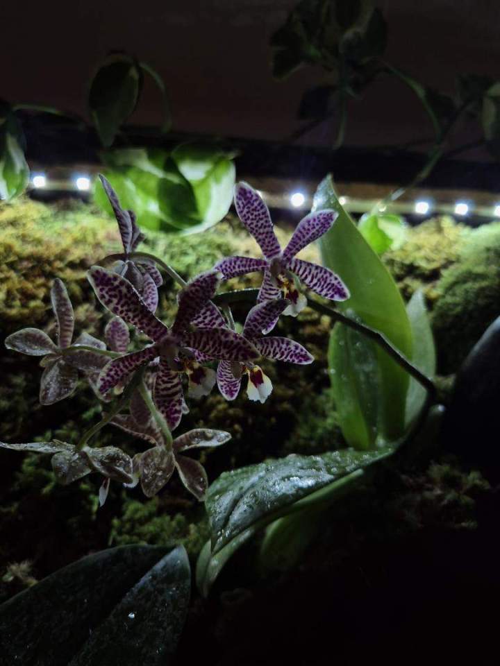 Fabrication de murs et tableaux végétalisés à Grenoble