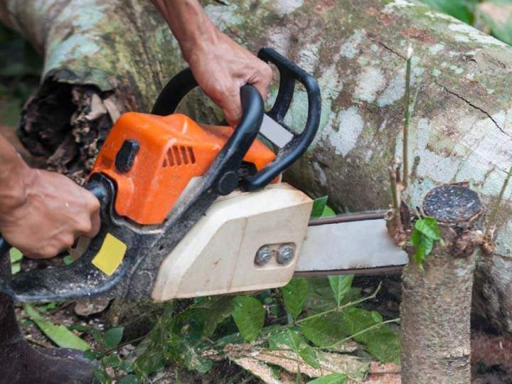 Abattage d'arbres Grenoble