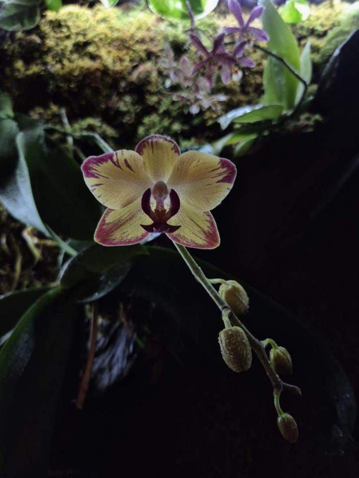 Réalisation de cadres végétaux à Grenoble