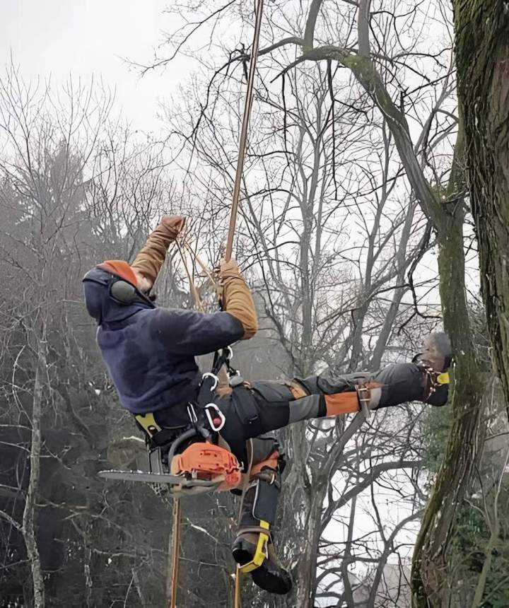 Intervention sur des arbres de toute taille