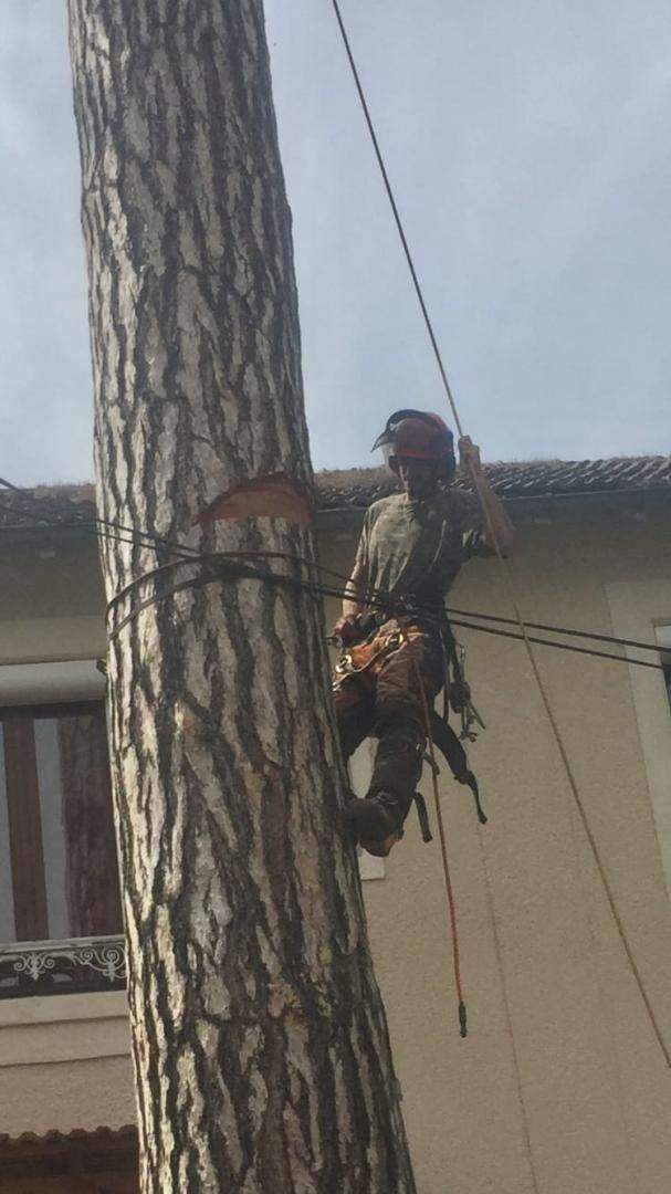 Abattage d'arbres, Vif