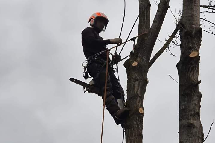 Élagueur expérimenté Grenoble