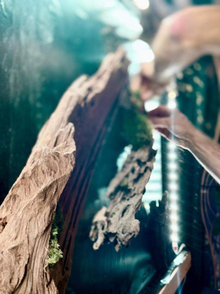 Décoration murale végétale à Grenoble