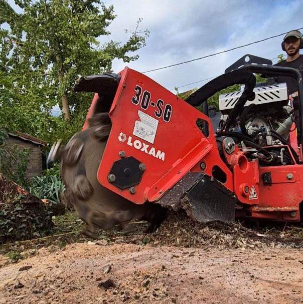 Élimination d'arbres morts et dangereux