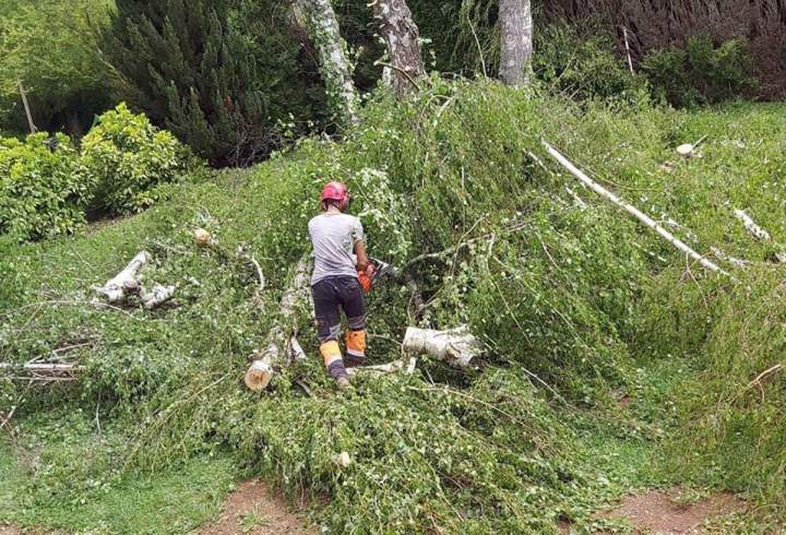 Élagueur expérimenté Grenoble
