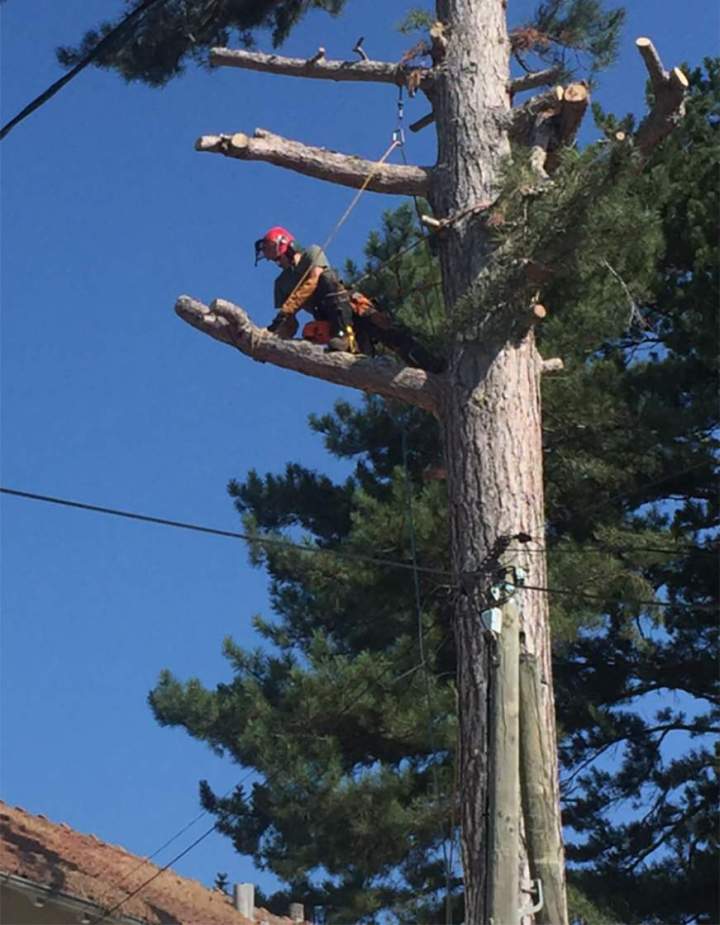 Abattage d'arbres, Le Pont-de-Claix