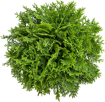 Abattage d'arbres, Vif